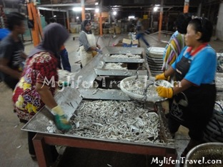 ikan Bilis di Tanjung Dawai 37