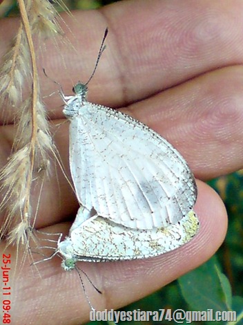 Kupu-kupu Psyche (Leptosia nina) kawin