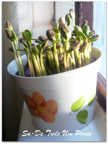 [flor%2520ju%255B2%255D.jpg]