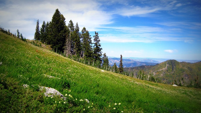 "The hills are alive, with the sound of music" Alpine Meadow Glacier area Millcreek Canyon Alexander Basin