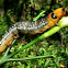 Oleander Hawk-moth caterpillar (later instar)