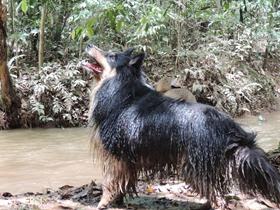 Cães em foco 1 (146)