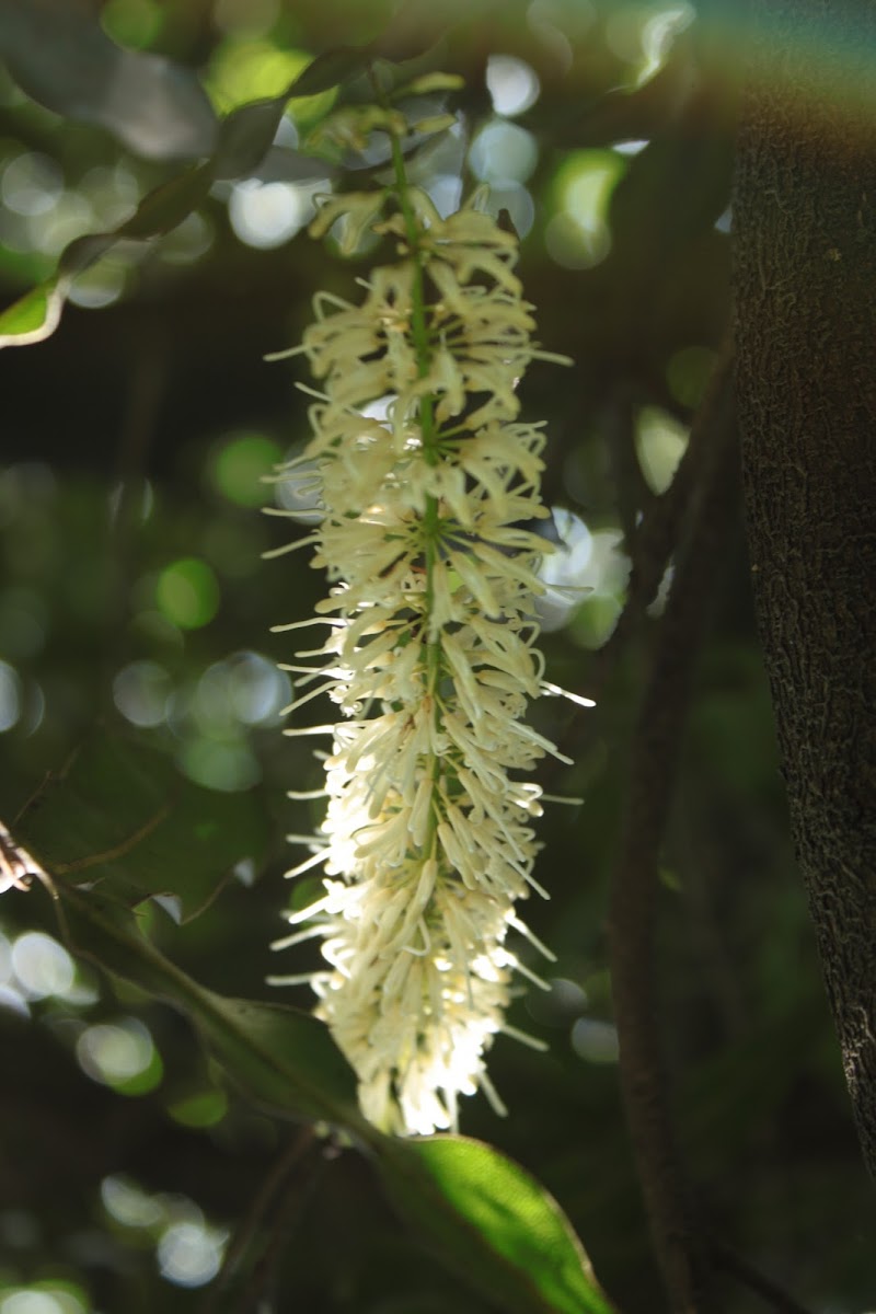 macadamia tree flower