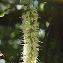 macadamia tree flower
