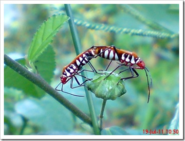 Dysdercus cingulatus (Bapak Pucung - Red Cotton Bug) Mating
