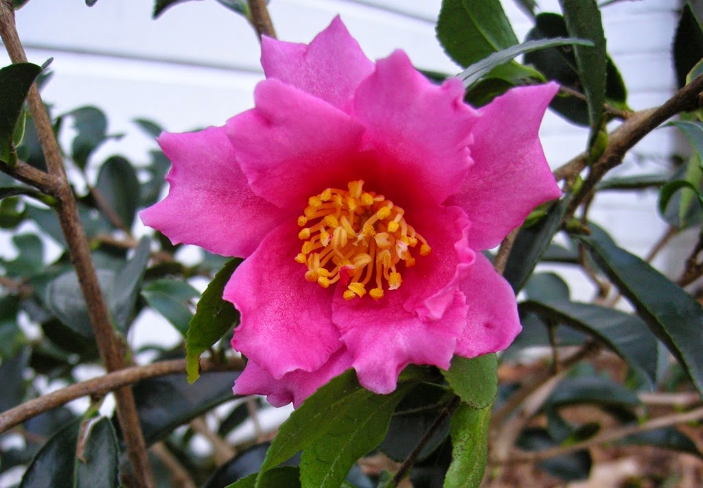 [camellia25.jpg]