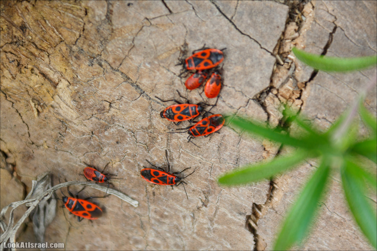 Сельскохозяйственная школа Хава бе-Эден | Hava be-Eden farm | LookAtIsrael.com - Фото путешествия по Израилю | חווה בעדן