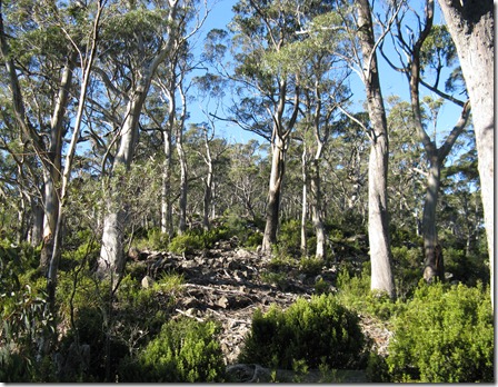 Forest and shrubs on western ridge