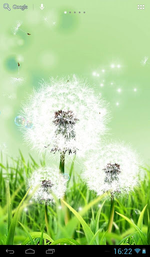 Dandelions