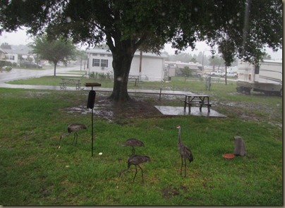 Florida Sand cranes at Winter Quarters rv park