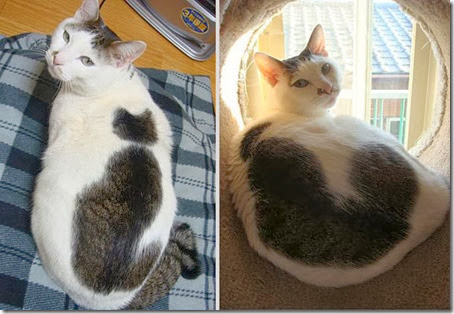 gatos con manchas cosasdivertidas info (2)