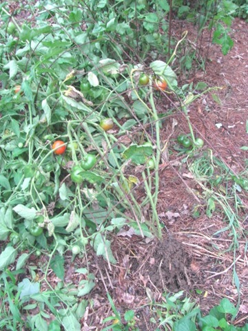 [2011%2520Hurricane%2520Irene%2520tomato%2520plant%2520ripped%2520out%2520of%2520ground1%255B3%255D.jpg]