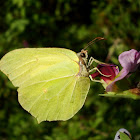 Brimstone Butterfly / Obični zućak ♂