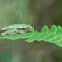 Winged Gliding Frog - Juvenile male