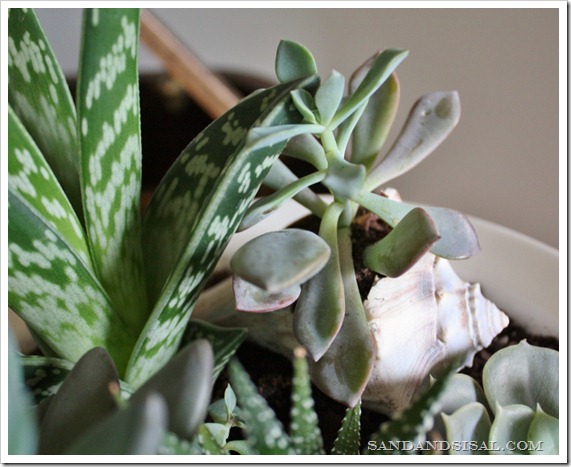 How to grow Succulents