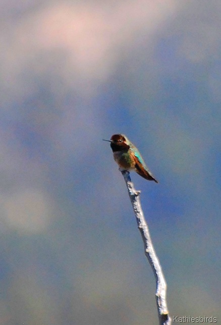 15. annas hummingbird-kab
