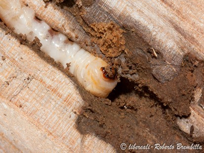 7-2014-02-20_larva Aegosoma scabricorne_Varenna (20)