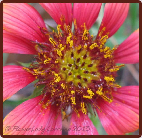 08-26-blanket-flower