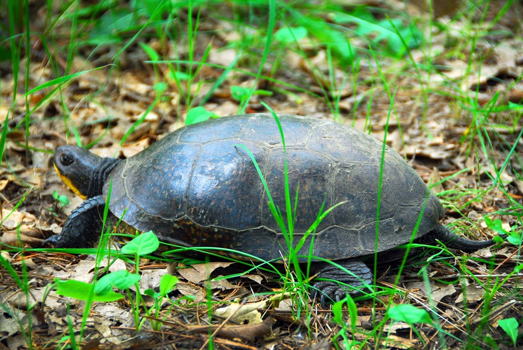 [Blandings-Turtle-44.jpg]