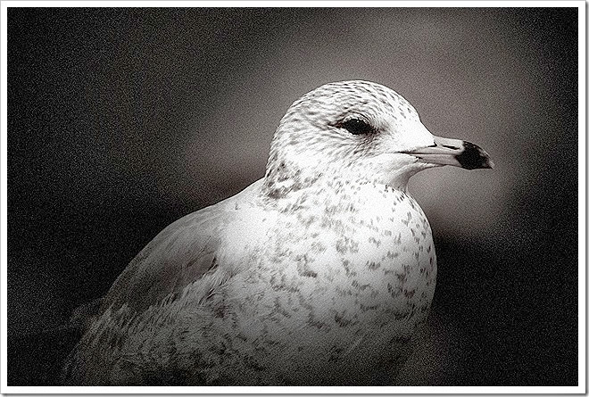 black-white-bird-free-pictures-1 (1023)