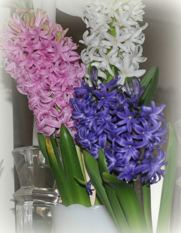 [Hyacinths-blooming-now%255B1%255D.jpg]