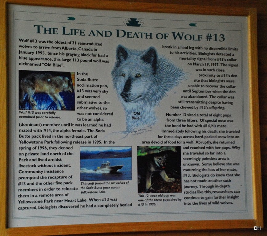 [08-06-14-Grizzly-and-Wolf-Discovery-%255B62%255D.jpg]