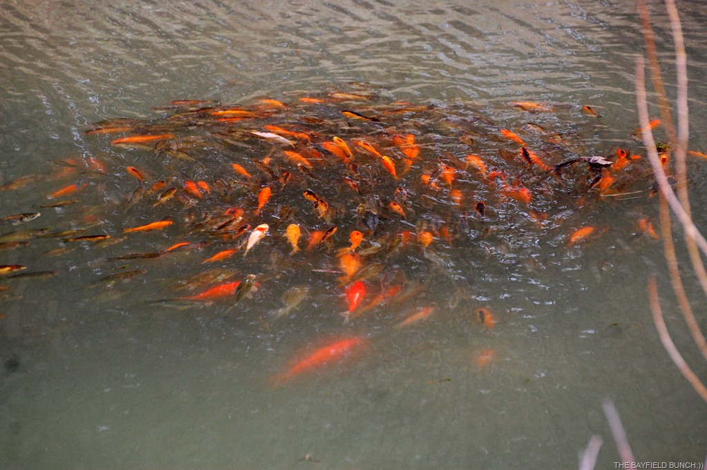 [DSC_3584%255B4%255D.jpg]