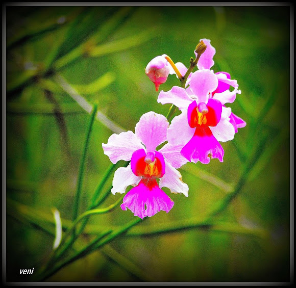 Vanda 'Miss Joaquim | Project Noah