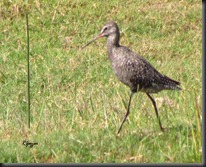 047 Spotted Redshank