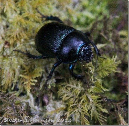 36-dor-beetle