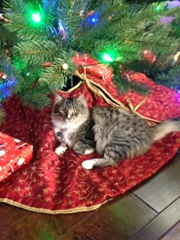 Benny Z under the Christmas tree