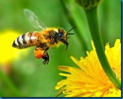 simplicity bee
