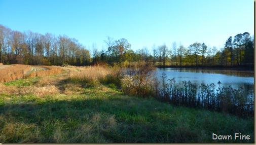 bonnies pond and soy field_004