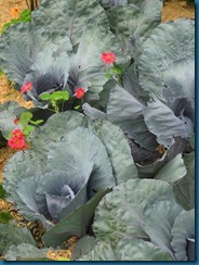 red-cabbage-with-nasturtiums