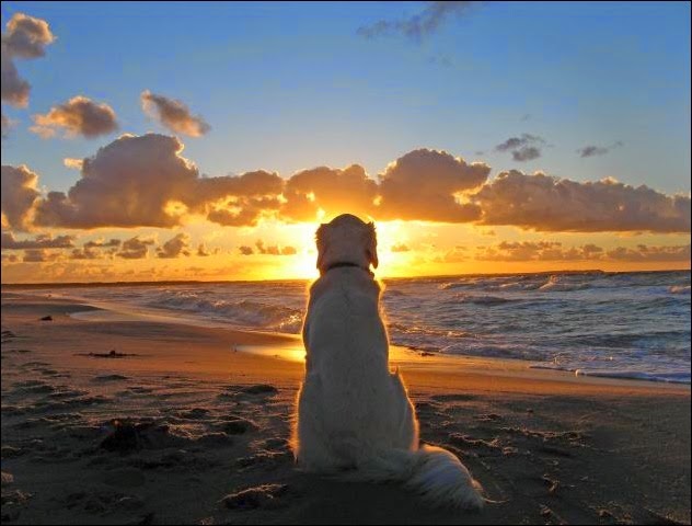 perro contemplando puesta sol