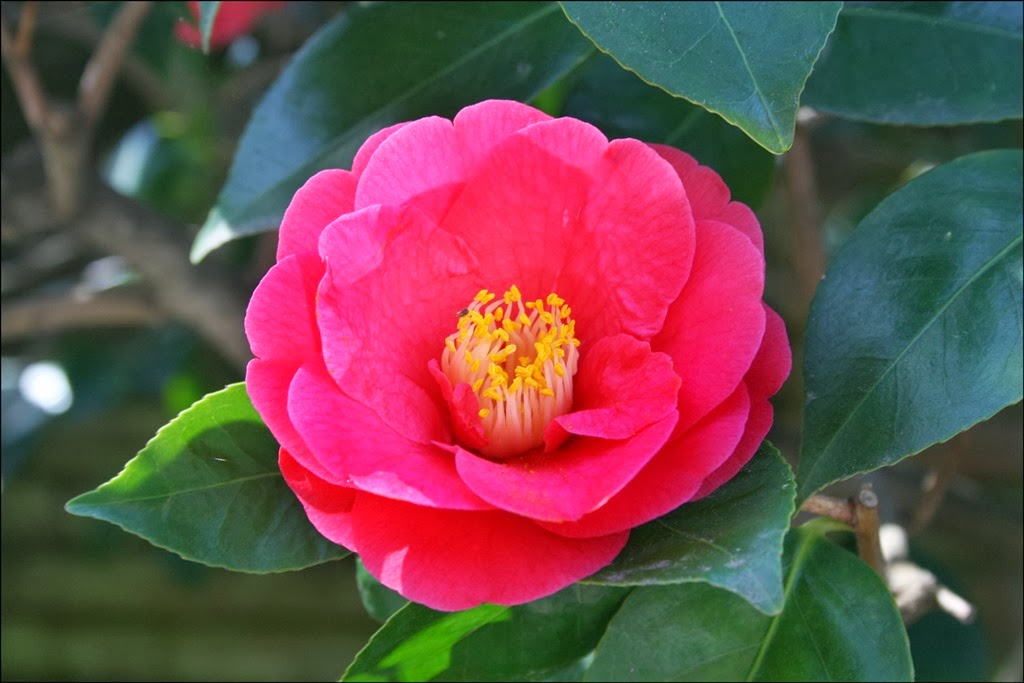[Camellia-Covina4.jpg]