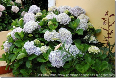 6188 Azuaje-Carretería-Azuaje(Hortensias) 6188 Azuaje-Carretería-Azuaje(Hortensias)
