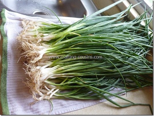 How to prepare green onions for the freezer.  Tips from the Crafty Cousins (3)