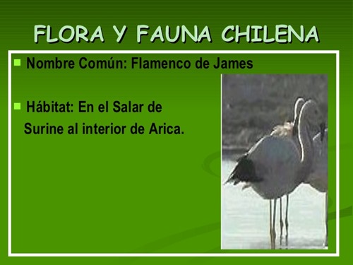 flora y fauna chilena (6)