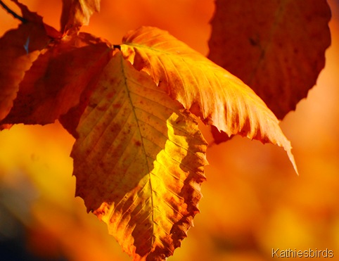 8. autumn gold-kab