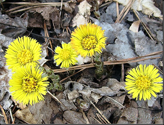 Coltsfoot_March13