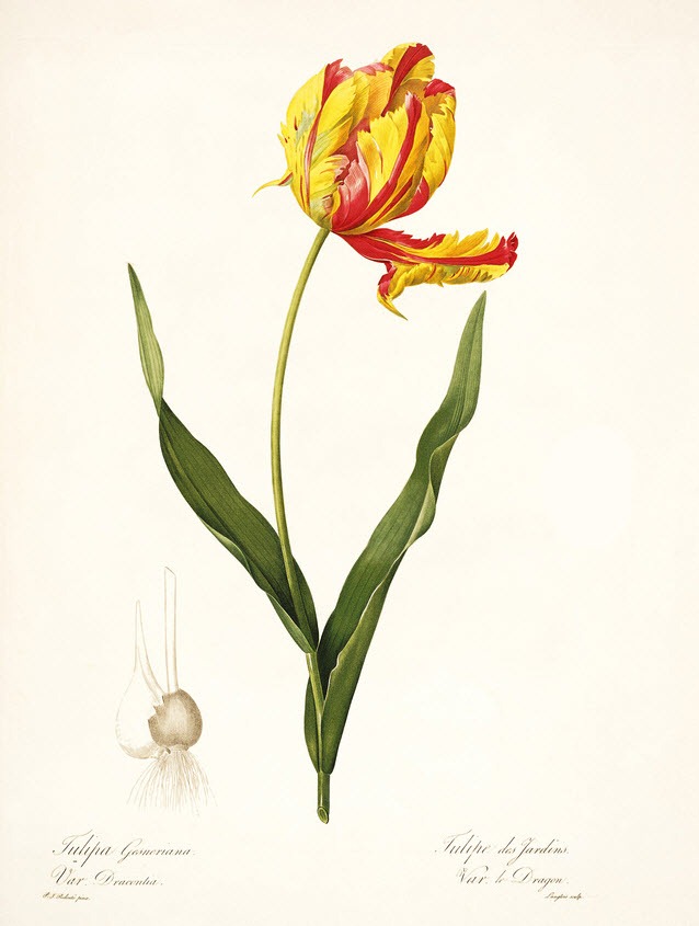 [redoute_Tulipa-Gesneriana7.jpg]