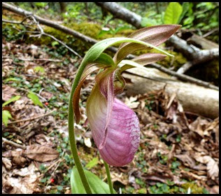 04 - Spring Wildflowers - Pink Lady Slippers - Sideview