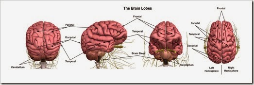 Brain Composite