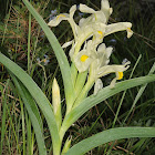 Caucasian Iris