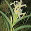 Caucasian Iris