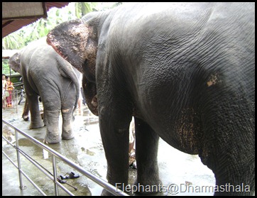 Elephants@Dharmasthala