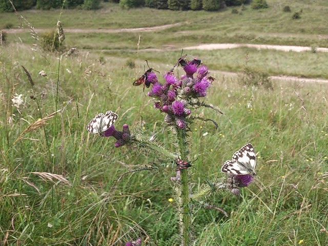 Insects nectaring on thistle on Salisbury Plain