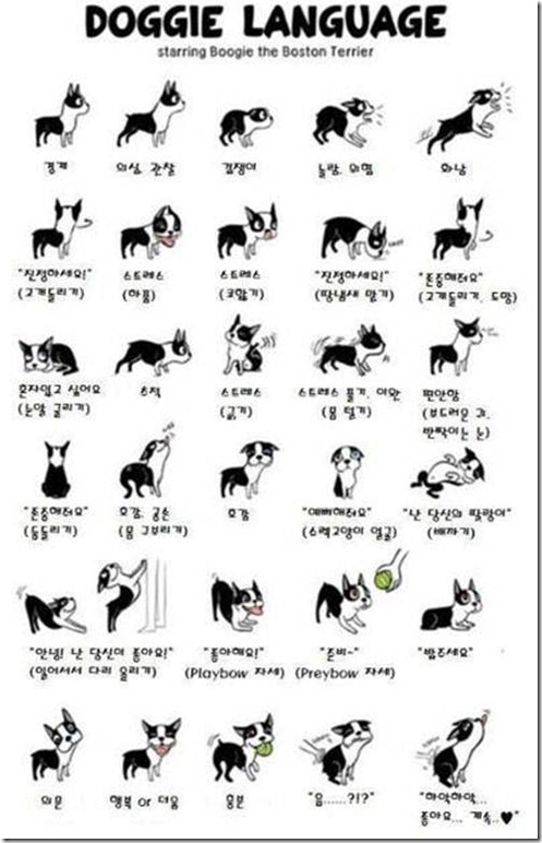 狗狗的30種身體語言