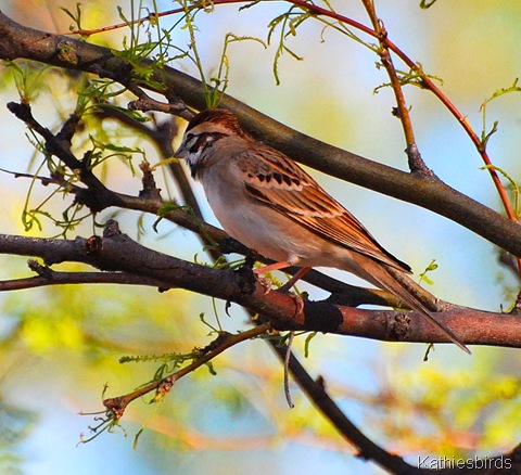 27. Lark sparrow-kab